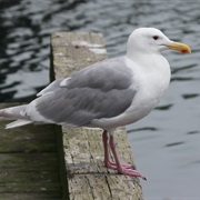 Glaucous-Winged Gull