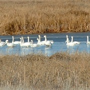 Camas National Wildlife Refuge