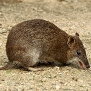 Southern Brown Bandicoot