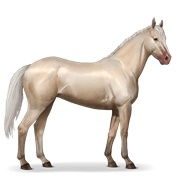 Thoroughbred - Cremello