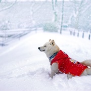 Bath in Snow Half Naked