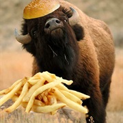 Stuff My Face With a Bison Burger