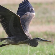 Currituck National Wildlife Refuge