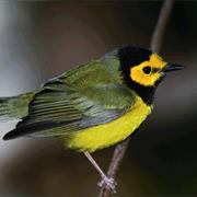 Hooded Warbler