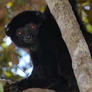 Perrier's Sifaka