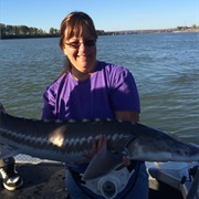 Sturgeon Fishing