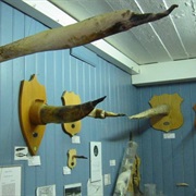 The Icelandic Phallological Museum