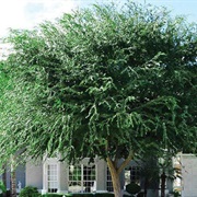 Chinese Elm Tree