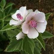 Althaea