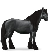 Gypsy Vanner - Black