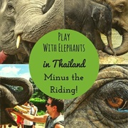 Spend Time With Elephants in Thailand