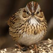 Lincoln's Sparrow