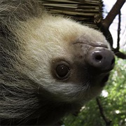 Sloth