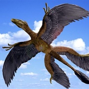Changyuraptor