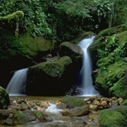 Atlantic Rainforest, Brazil