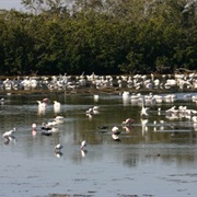J.N. 'Ding' Darling National Wildlife Refuge