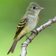 Acadian Flycatcher