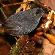 Bahia Tapaculo