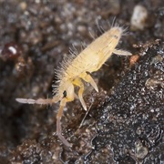 Springtail