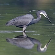 Western Reef-Heron