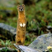 Yellow-Bellied Weasel