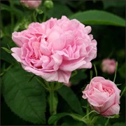 Damask Rose (Rosa × Damascena)