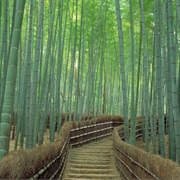 Sagano Bamboo Forest
