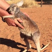 See Kangoroo, Wombat and Other Friends in Australia