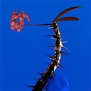 Flume - Skin Companion II