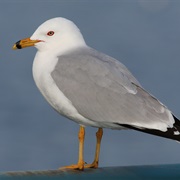 Gull