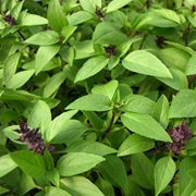 Licorice Basil