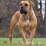 Boer Boel