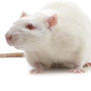 Laboratory Rat