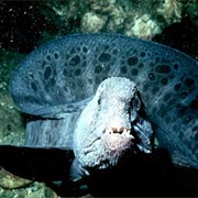 Wolf Eel