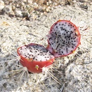 Hedgehog Cactus (Echinopsis)