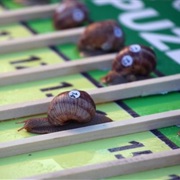 Snail Race
