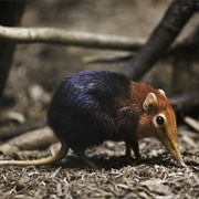 Elephant Shrew