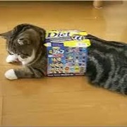 Maru the Cat
