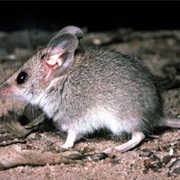 Slender-Tailed Dunnart