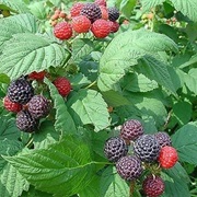 White Bark Raspberry (Rubus Leucodermis)