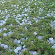 Showers of Fish, Frogs, Seeds, Etc