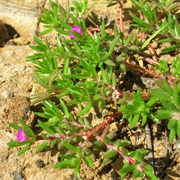 Pink Purslane (Portulaca Pilosa)