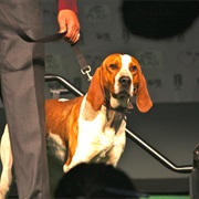American English Coonhound