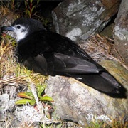 Bryan's Shearwater