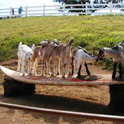 Surfing Goat Dairy in Hawaii