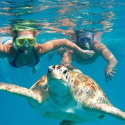Swim With Sea Turtles
