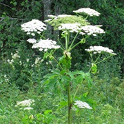 Persian Hogweed (Heracleum Persicum)