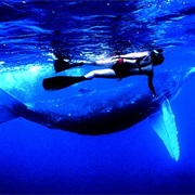 Snorkle With Whales in Tonga