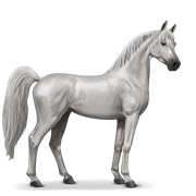 Arabian Horse - Light Grey