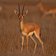 Chinkara